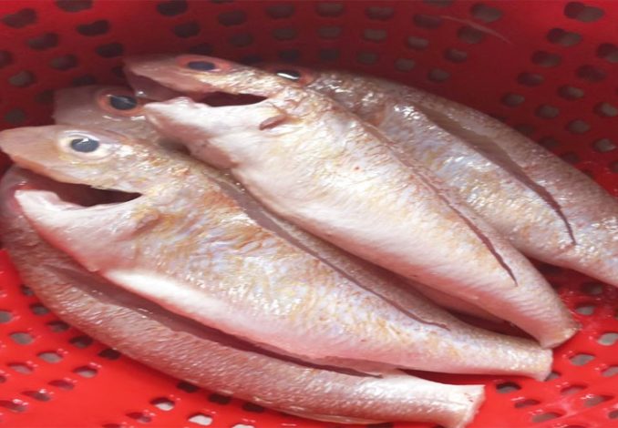 Sơ chế cá hường khử sạch mùi tanh và nhớt ở cá