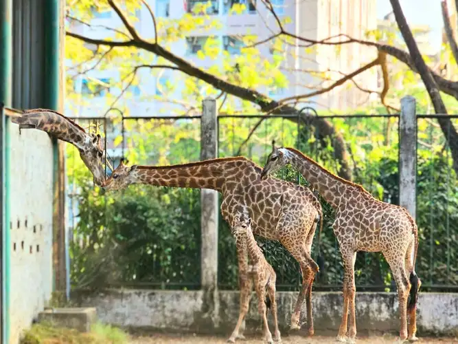 Thảo Cầm Viên Sài Gòn – Điểm Đến Lý Tưởng Cho Gia Đình Tại TP HCM
